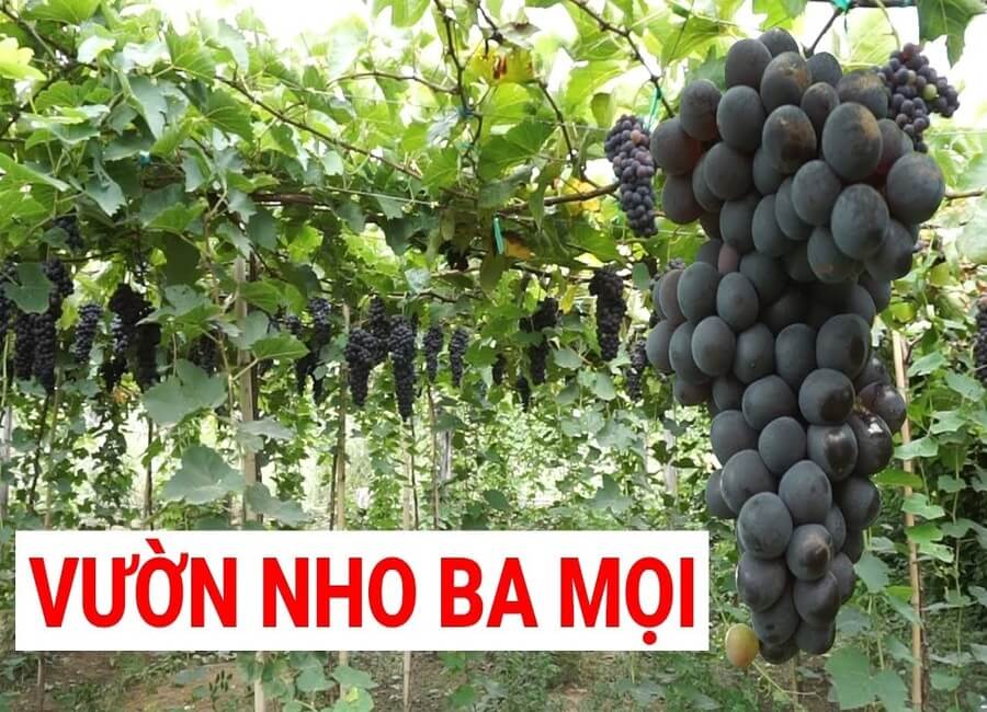 Vườn nho Ba Mọi