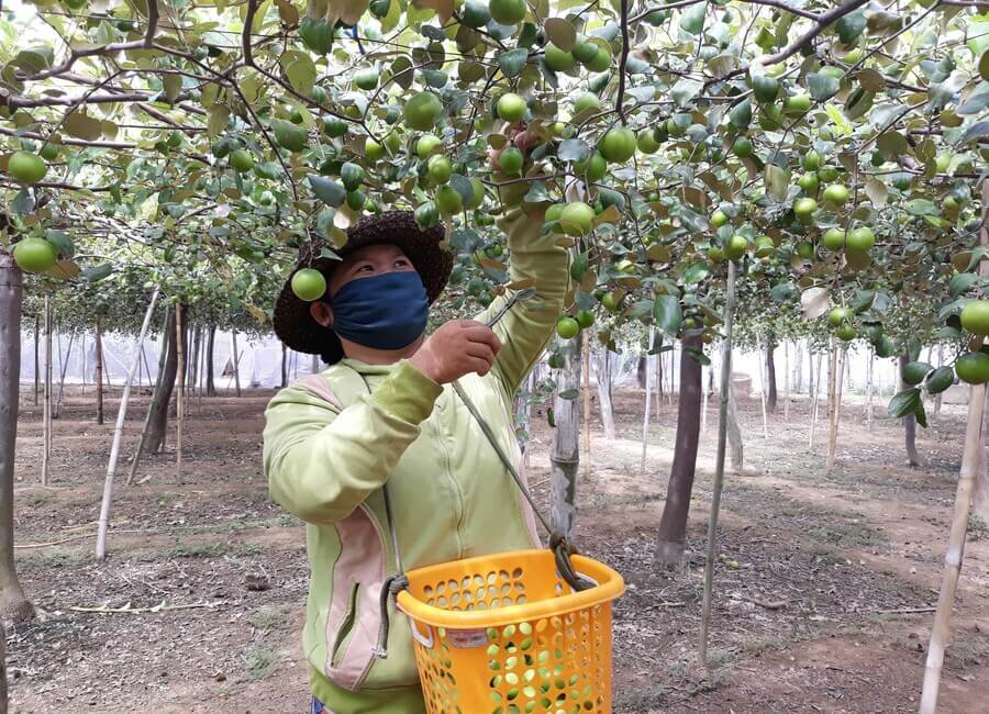 Vườn táo xanh Chí Nguyễn Ninh Thuận 