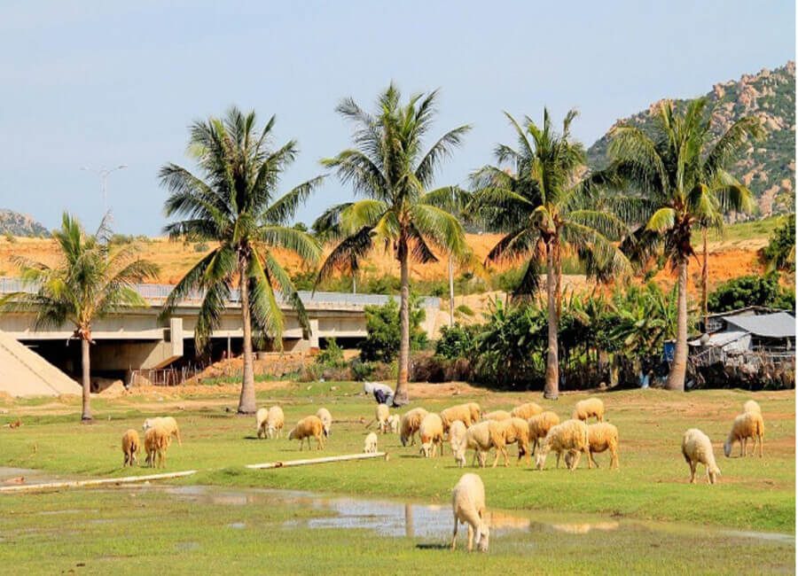 Check in đồng cừu Sơn Hải