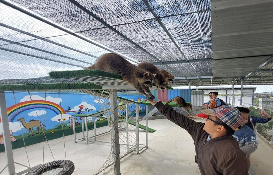 Gấu mèo Raccoon