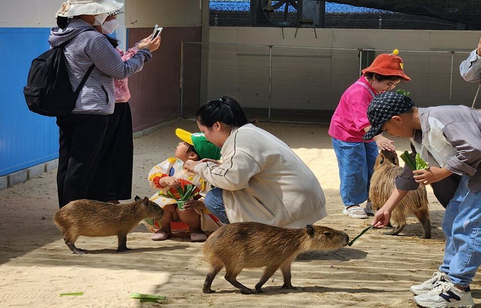 Chuột lang nước