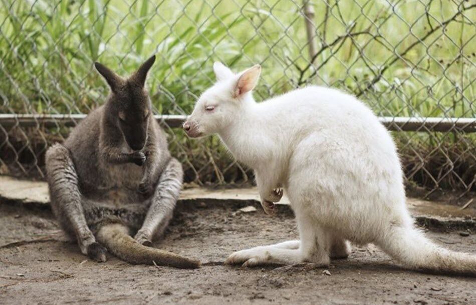 Chuột túi Wallaby