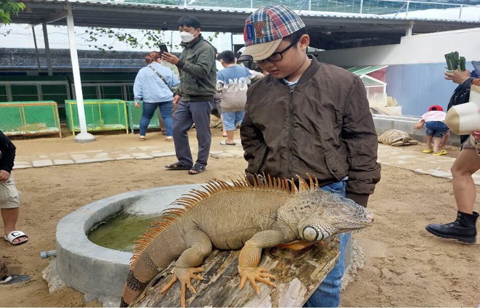 Rồng Nam Mỹ Iguana