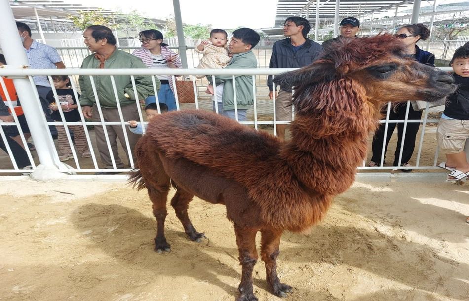 Lạc đà Alpaca