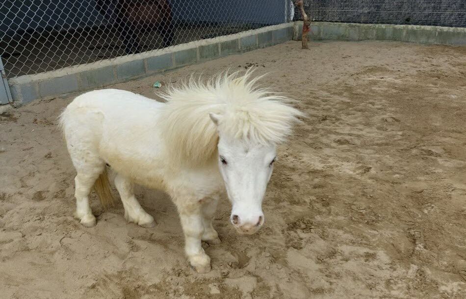 Ngựa lùn Pony