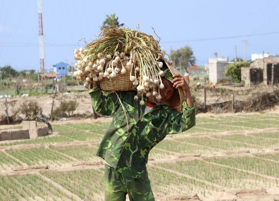 Cách trồng tỏi Ninh Thuận đơn giản