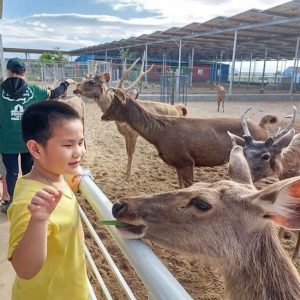 ZooDoo Phan Rang - Tour tanyoli 1 ngày