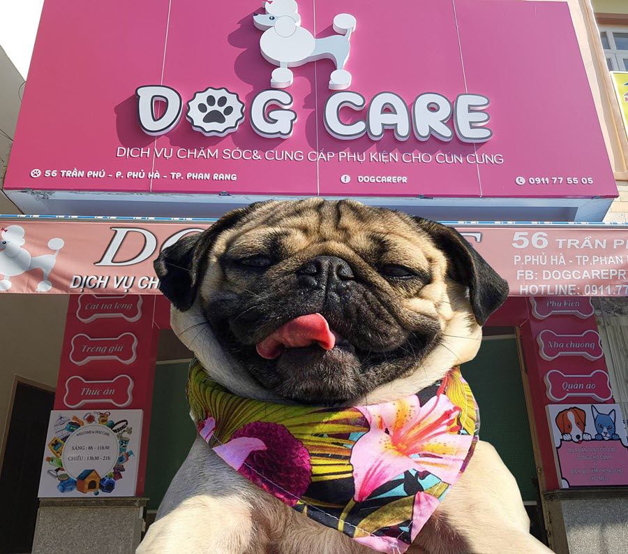 Dog Care Spa – Dịch vụ làm đẹp cho thú cưng uy tín tại Phan Rang