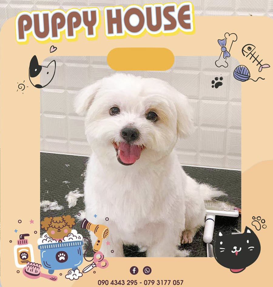 Cùng thú cưng tận hưởng dịch vụ Spa đỉnh cao tại Puppy House