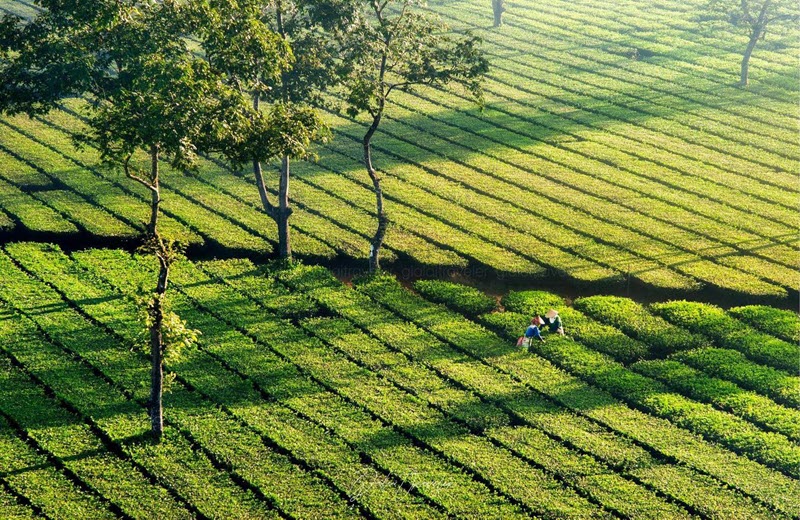 Khái quát về đồi chè Tâm Châu