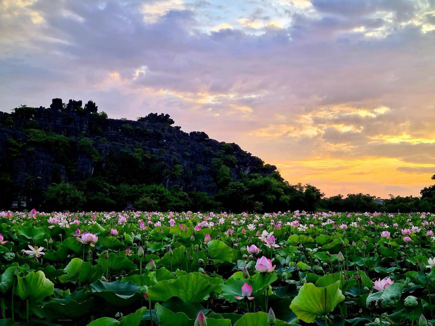 Cả một cánh đồng hoa sen nở rộ dưới ánh nắng đầu ngày nhẹ nhàng, nên thơ. 