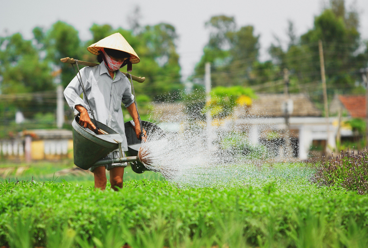 Nghề trồng rau ở làng rau hơn 400 năm tuổi Trà Quế được đưa vào danh mục Di sản văn hóa phi vật thể quốc gia.