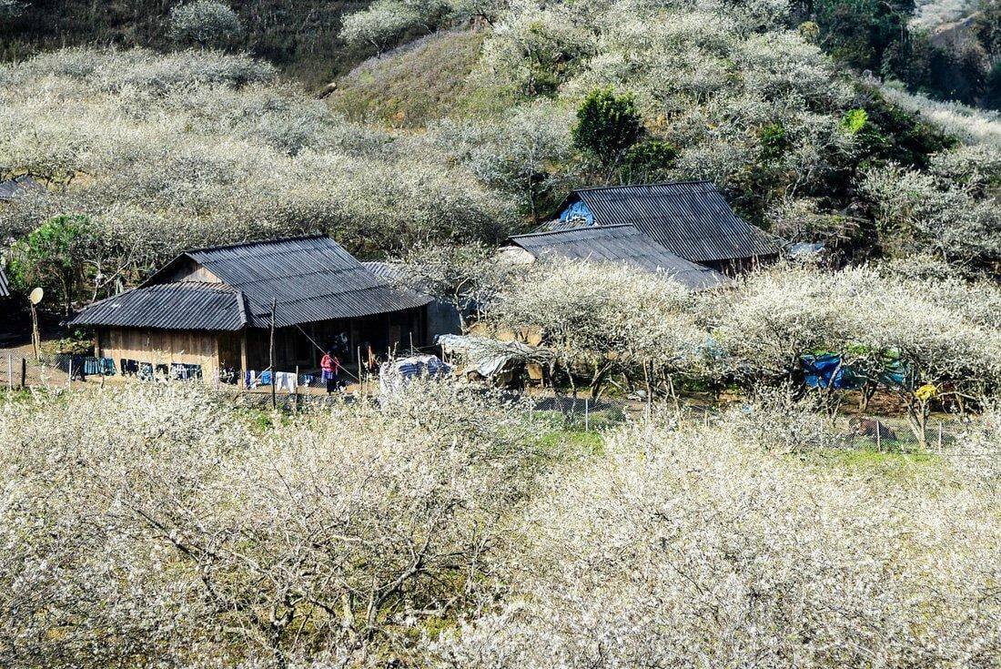 Thung lũng mận Nà Ka