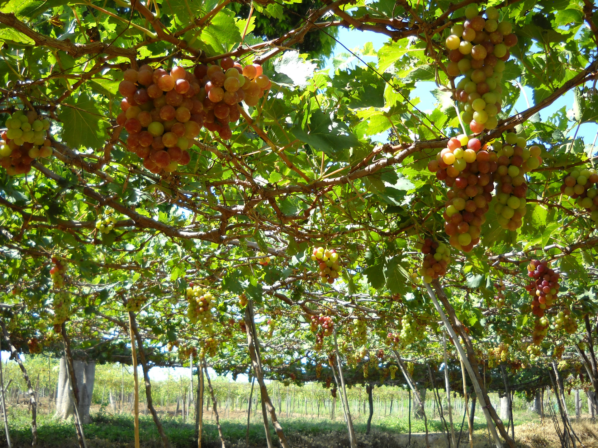 Vườn Nho Phan Rang