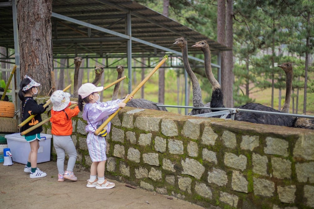 Zoodoo Đà Lạt là điểm đến yêu thích của nhiều gia đình có trẻ nhỏ, yêu mến thiên nhiên