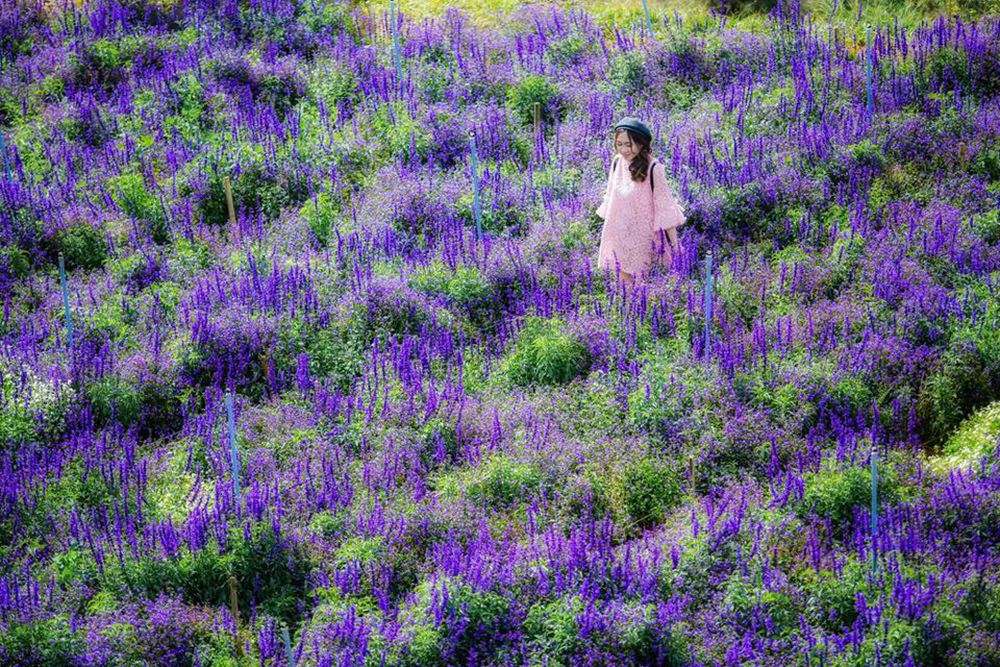 Mùa hoa lavender nở rộ là lúc khu du lịch chìm trong một màu tím và hương thơm ngào ngạt ngây ngất lòng người