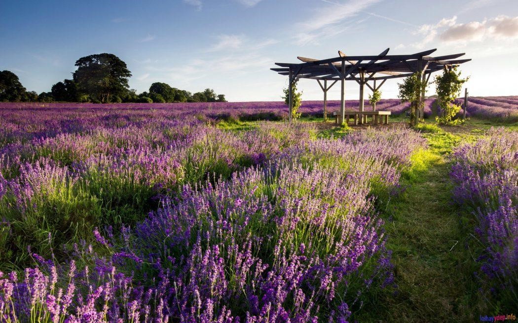 Cánh đồng Lavender Đà Lạt