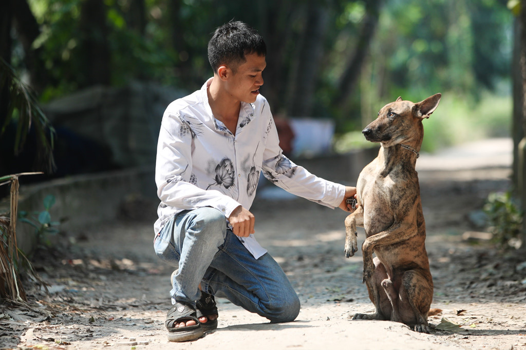 Chó xoáy Phú Quốc rất thông minh và đặc biệt trung thành với chủ