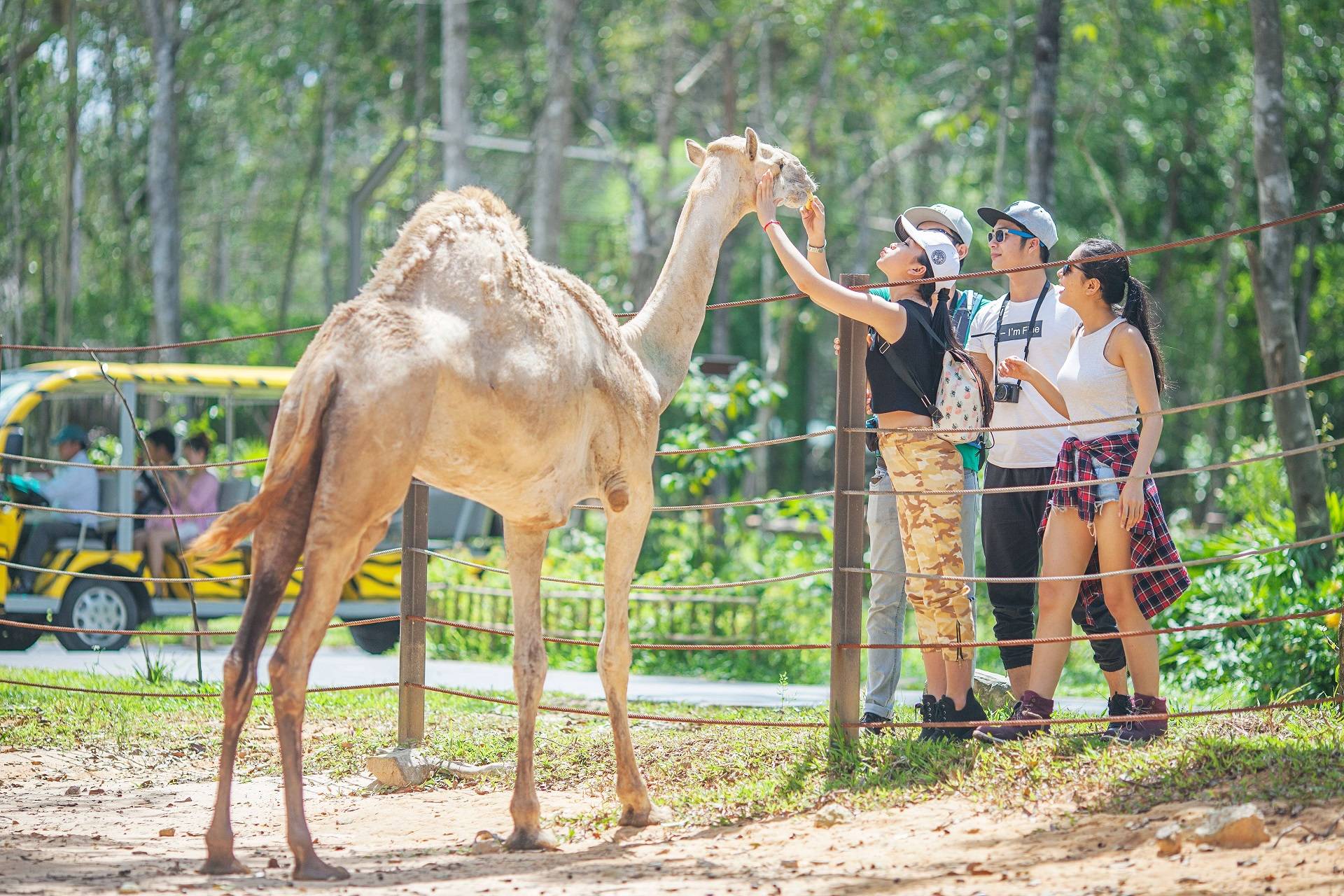 Thỏa thích vui đùa với Lạc Đà trong sở thú tại Tour Phú Quốc Safari