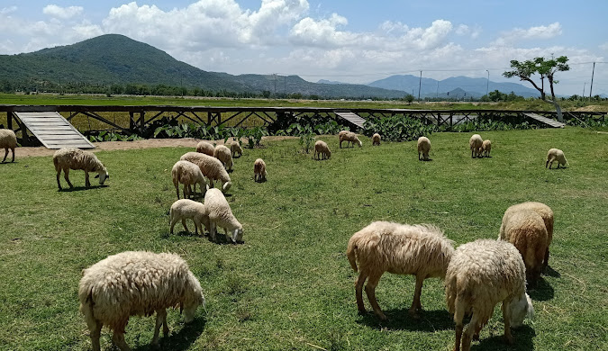 Top 5 địa điểm du lịch Thuận Bắc (Ninh Thuận) nổi bật nhất