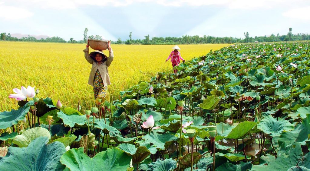 Kinh nghiệm du lịch Đồng Tháp