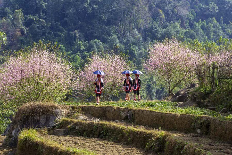 Mùa Xuân tại Bình Liêu Quảng Ninh