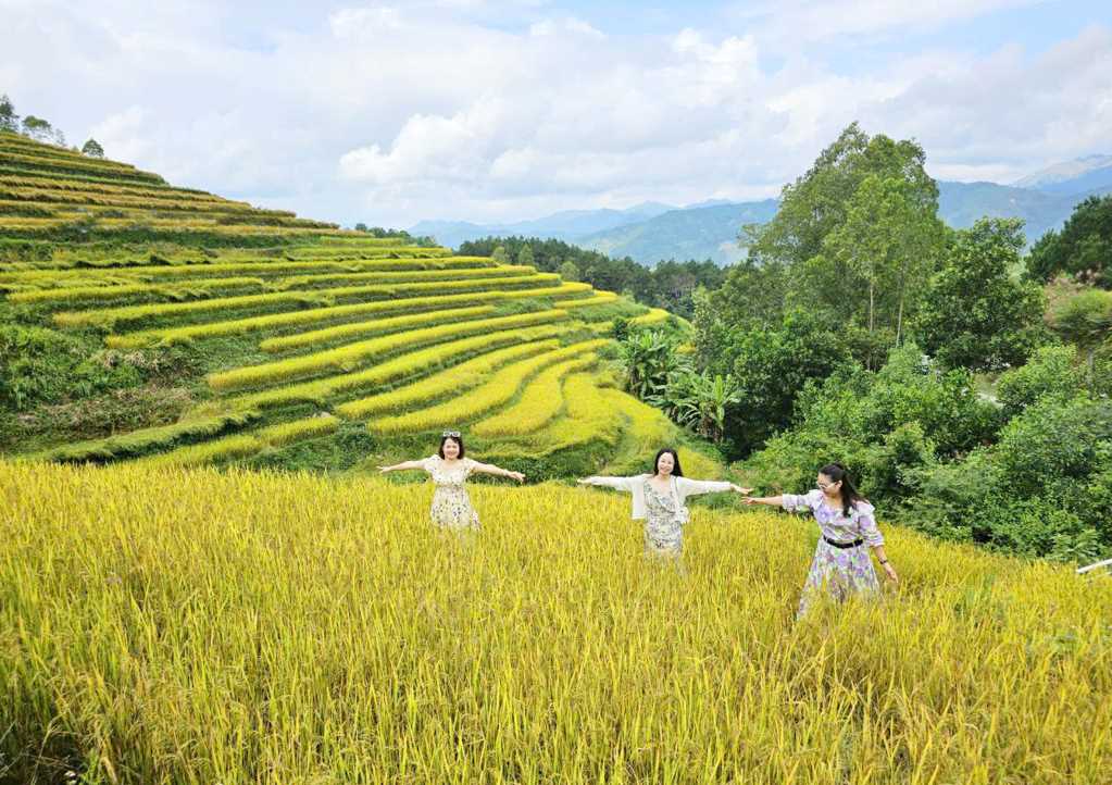 Mùa lúa chín tại Bình Liêu Quảng Ninh.jpg