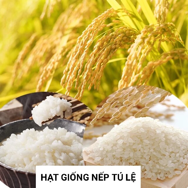 Nếp Tú Lệ