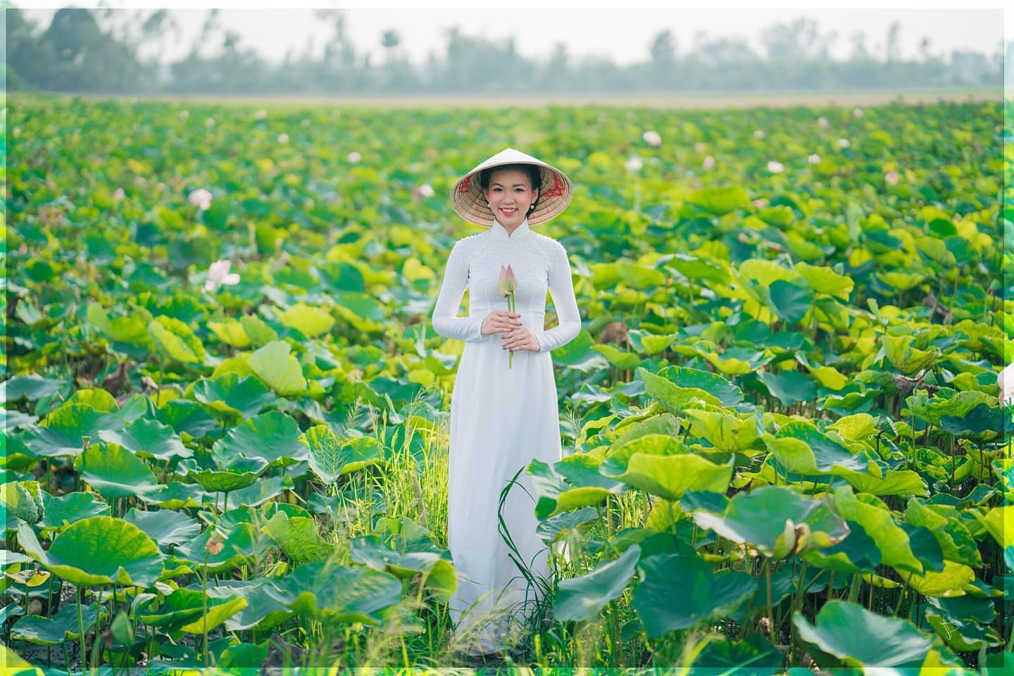 Chiêm ngưỡng vẻ đẹp của Đồng Sen Tháp Mười