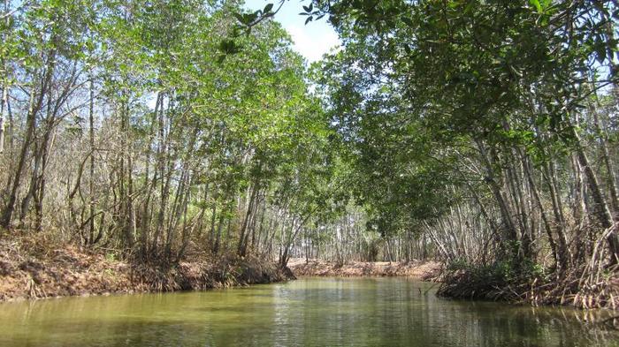 Khu du lịch sinh thái Rừng Đước Trà Vinh